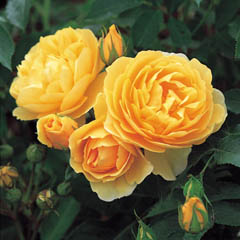 Roses, milyen a növény, és nő saját nyaraló különböző fajta rózsát, és biztosítja számukra a megfelelő ellátást,