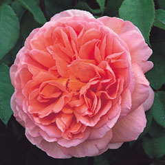 Roses, milyen a növény, és nő saját nyaraló különböző fajta rózsát, és biztosítja számukra a megfelelő ellátást,