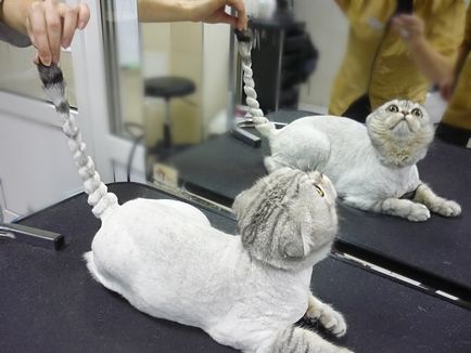 Cat Salon Cat tisztító
