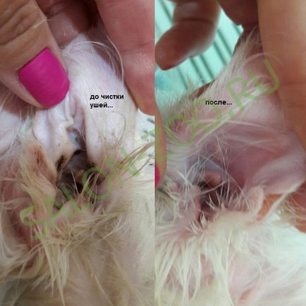 Salon macskák macskák tisztító (belső) Cat Salon Cat tisztító