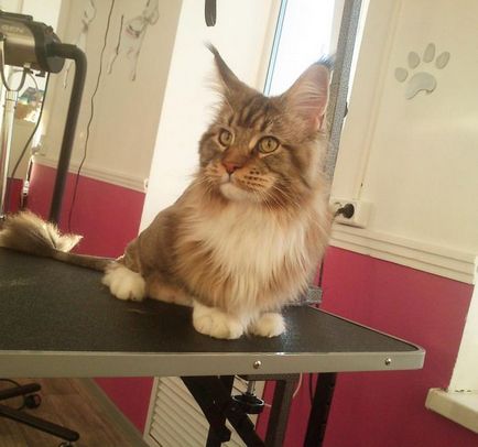 Cat Salon Cat tisztító
