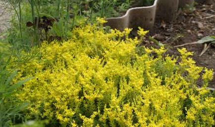 Sedum (kövirózsa) ültetés és gondozás, a fajok és fajták, fotók (a stonecrop Care) Sedum (kövirózsa) ültetés és gondozás, a fajok és fajták, fotók