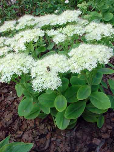 Sedum (kövirózsa) ültetés és gondozás, a fajok és fajták, fotó (Sedum fajták) Sedum (kövirózsa) ültetés és gondozás, a fajok és fajták, fotók
