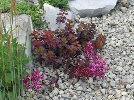 Sedum (kövirózsa) ültetés és gondozás, a fajok és fajták, fotók