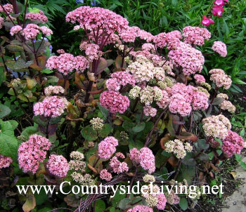 Sedum, Sedum virágok