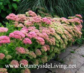 Sedum, Sedum virágok