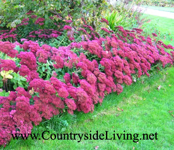 Sedum, Sedum virágok