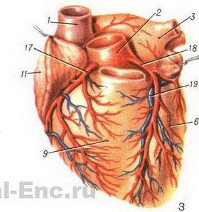 emberi szív anatómiája szerkezete a szív ereinek