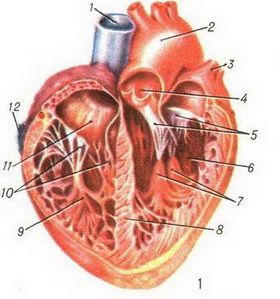 emberi szív anatómiája szerkezete a szív ereinek