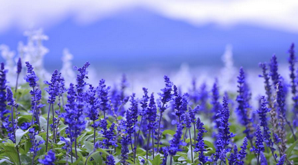 Salvia öblítjük ínygyulladás és fogfájás