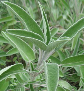 Salvia officinalis - gyógyszer tulajdonságait, használatát receptek