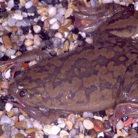 Xenopus ápolási és karbantartási