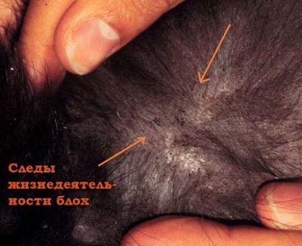 Tünetei és kezelése dermatitisz macskák - notebook