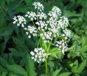 Goutweed (fű) - hasznos tulajdonságok, ellenjavallatok, használják a népi gyógyászatban