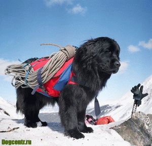 A kutya egy igazi búvár fajta neve Newfoundland (dog) A kutya egy igazi búvár fajta neve Newfoundland
