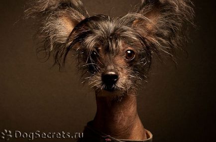 Kutya a lakásban a top 5 fajtagyőztes (lakás) Kutya a lakásban a top 5 legjobb fajta