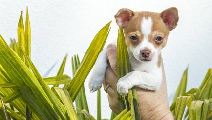 Kutya a lakásban a top 5 legjobb fajta