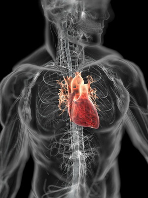 Szerkezete és működése a szív funkciók a munka és a szív működését, amelynek összetétele