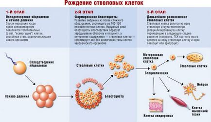 Használata humán őssejtek köldökvér őssejt terápia