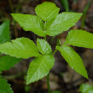 Grass goutweed néz, mi hasznos és ahol növekszik, videó, alkalmazás módszerek az élelmiszer