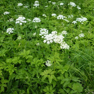 Grass goutweed néz, mi hasznos és ahol növekszik, video, alkalmazási módszereket az élelmiszer