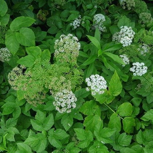 Grass goutweed néz, mi hasznos és ahol növekszik, video, alkalmazási módszereket az élelmiszer