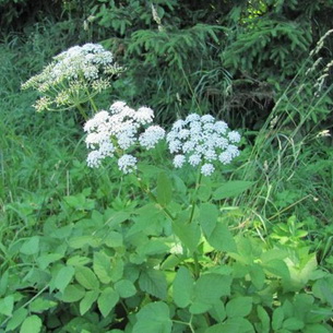 Grass goutweed néz, mi hasznos és ahol növekszik, video, alkalmazási módszereket az élelmiszer