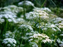 Grass goutweed - a leírás képekkel; Tulajdonságok és alkalmazások; receptek goutweed