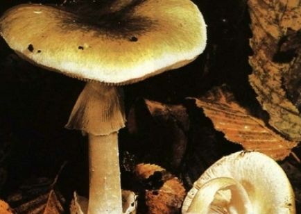 Tuber aestivum (képező márvány mintás) tuber aestivum