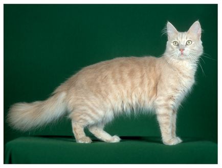 Török angóra, vagy angóra macska, állat enciklopédia