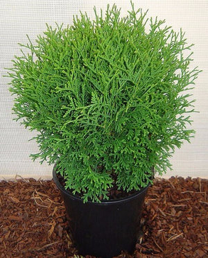 Thuja lehetőséget a fejlődésre, mint egy bokor a hazai