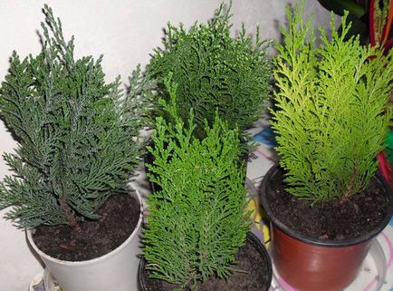 Thuja lehetőséget a fejlődésre, mint egy bokor a hazai