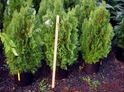 Thuja ültetés és gondozás