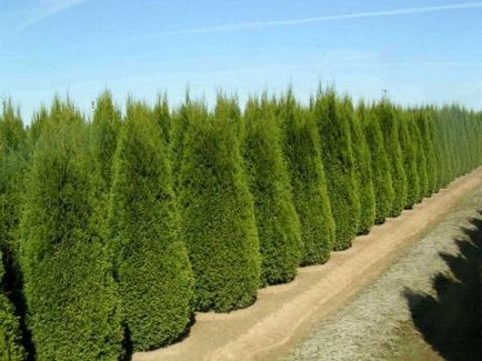 Thuja ültetés és gondozás