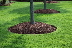 Thuja ültetés és gondozás (ellátás Tusi) Thuja ültetés és gondozás