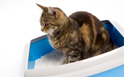 A macska hasmenése okait és hatékony eszköz a megelőzés