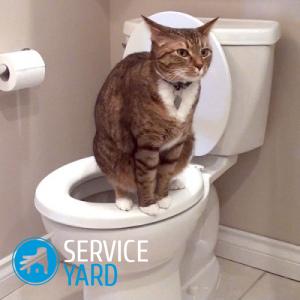 A macska ürülék a vér -, hogy mit jelent, serviceyard-kényelmes otthon kéznél