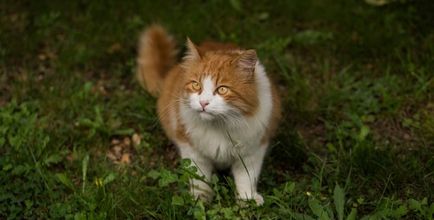 A macska vizelet a vér, amelyek a tulajdonos