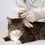 A macska hasmenés, mit kell tennie, mint kezelni otthon, a vér és a nyálka és a hányás hasmenést okozhat, és