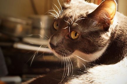 A macska vizelet a vérben okok, kezelés