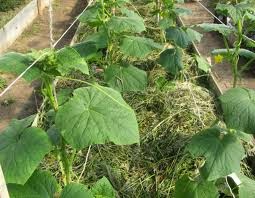 Ural kert - nem túl nagy baj, különösen a termesztés uborka!