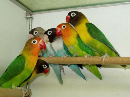 Gondozó papagájok Lovebirds otthon