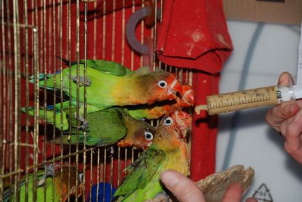 Gondozó papagájok Lovebirds otthon