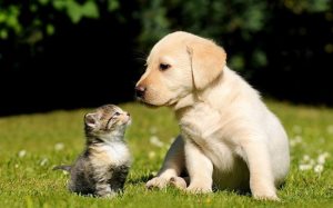 Válasszon nevet a Labrador, a világ a kutyák és macskák
