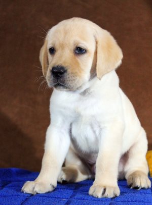 Válasszon nevet a Labrador, a világ a kutyák és macskák