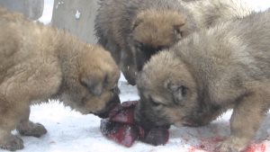 Válasszon nevet a Labrador, a világ a kutyák és macskák