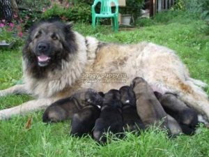 Válasszon nevet a Labrador, a világ a kutyák és macskák