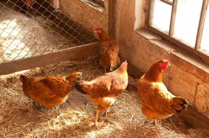 Termesztés és tenyésztés csirkék otthon, tippek és trükkök
