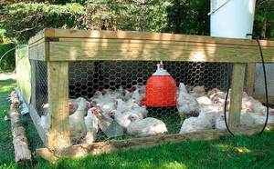 Növekvő csirke tojótyúkok otthon néz ki, mint egy kezdő, mint a takarmány istállófelület