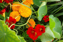 Termesztése sarkantyúvirág (50 fotó) a magokat, ha a növény, göndör, feltételeit, gondoskodás, palánták, videó